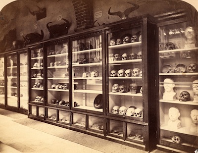 Displays of crania and objects, Oxford University Museum at unknown date. [Zoological collections, OUMNH]