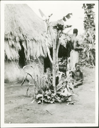 Zande spirit-shrine in homestead