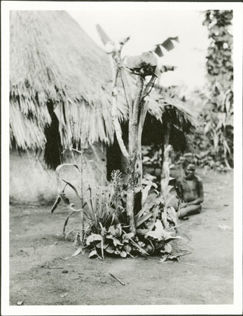 Zande spirit-shrine in homestead