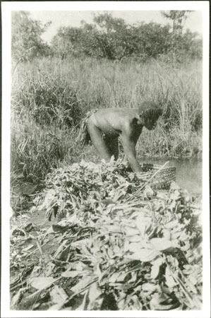 Zande woman emersing grain for beer brewing