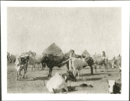 Nuer cattle camp