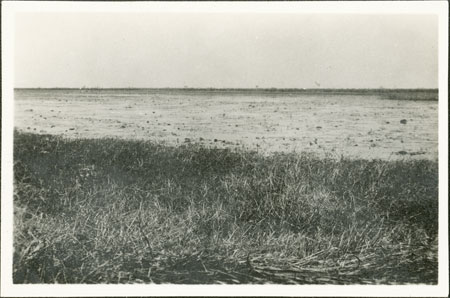 Swamp in Nuerland