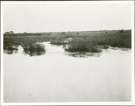 Bahr-el-Ghazal swamp