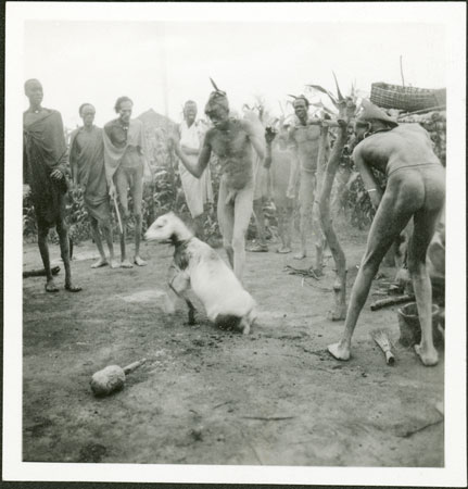 Nuer sheep sacrifice