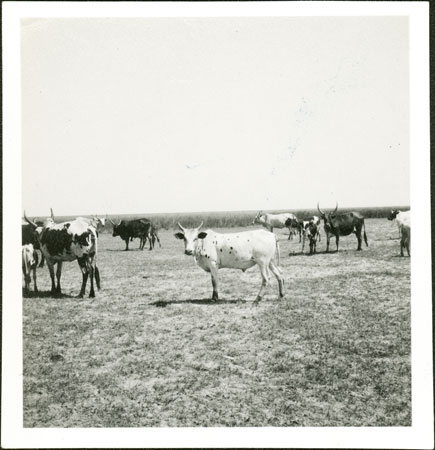 Nuer cattle grazing (1998.355.138.2) from the Southern Sudan Project
