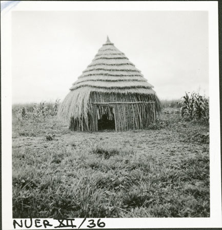 Constructing a traditional type hut at Malakal, Southern Sudan - South  Sudan. Finished huts in the background Stock Photo - Alamy