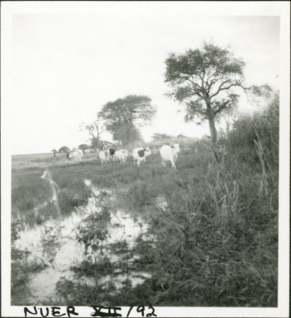 Nuer cattle 