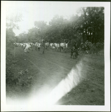 Mandari youths herding cattle