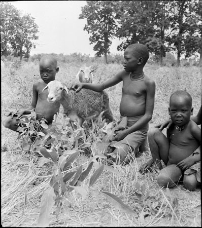 Mandari children with sheep (1998.97.37) from the Southern Sudan Project