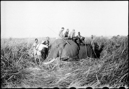 Elephant shot in Nuerland