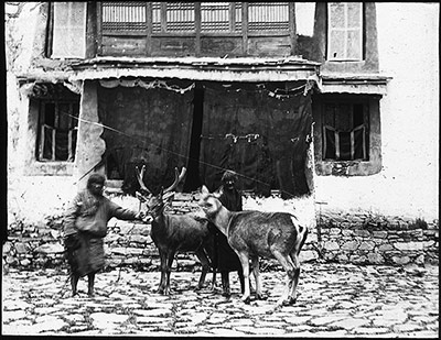 Stag outside Reting Monastery, 1921