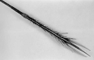 Spear and bone head (1884.19.282)